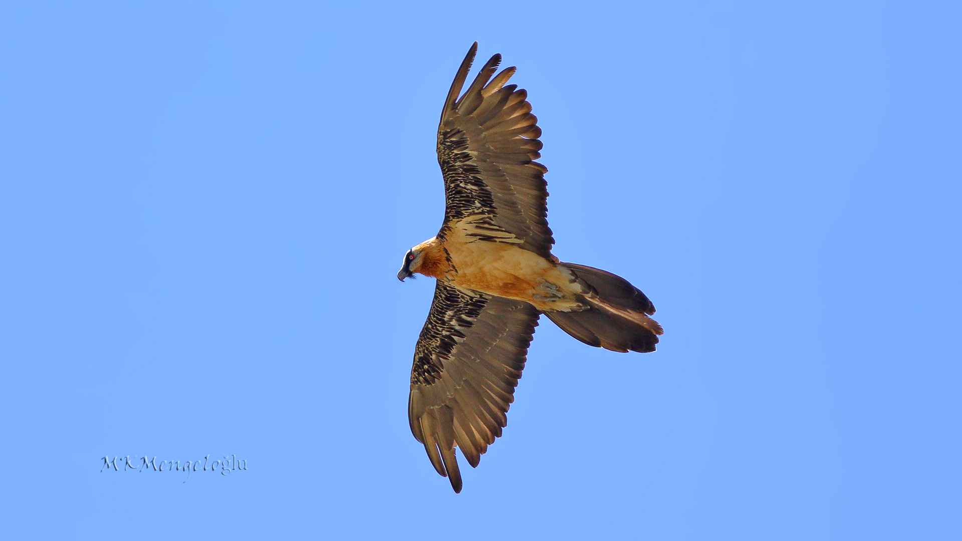 Bearded Vulture